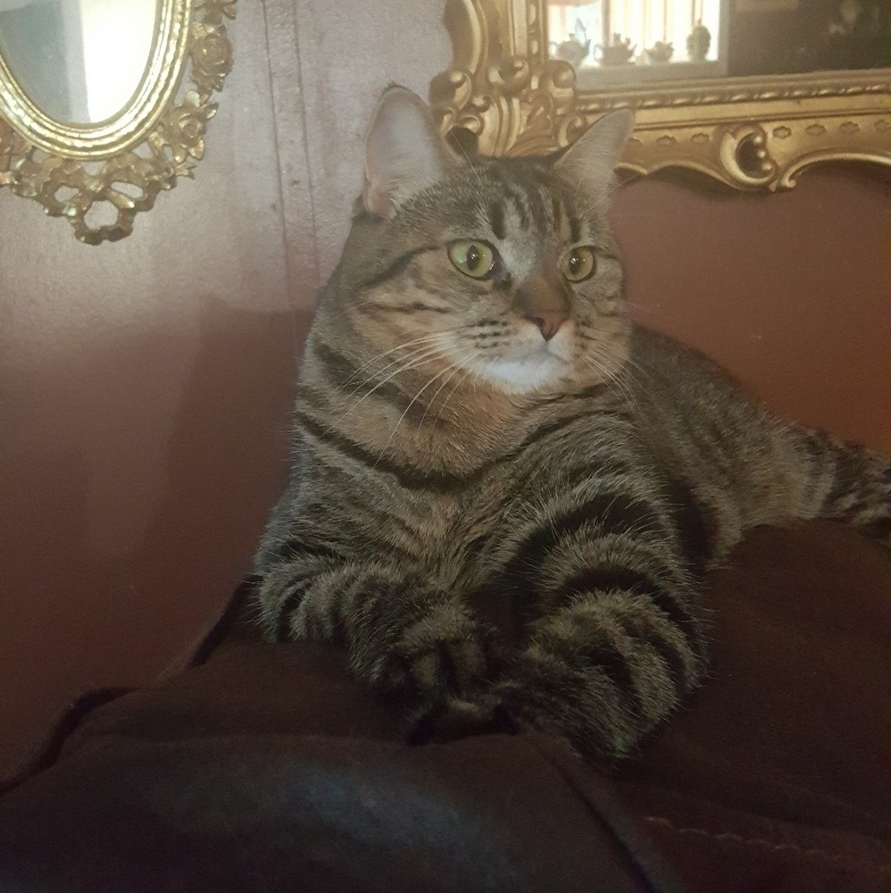 Meet your Posher, Tracey